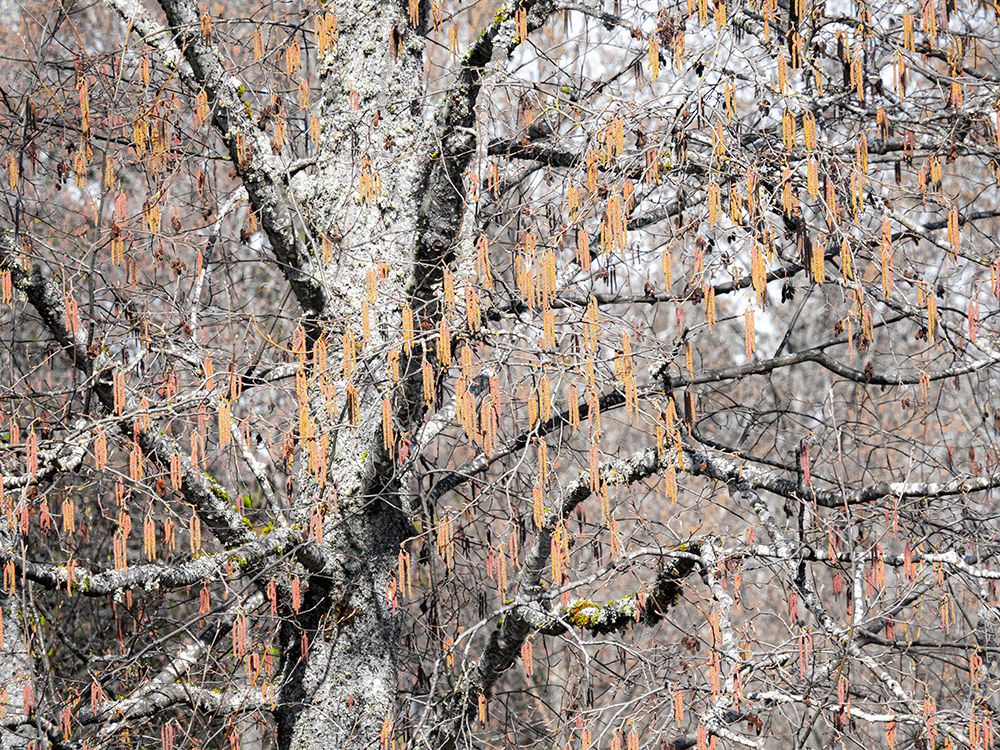 USA-Washington State-Carnation-Pacific Northwest early spring Alder Trees